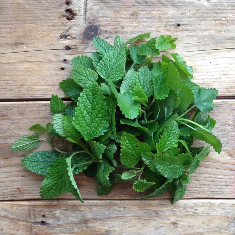 Lemon Balm Live Plant - 4" Pot, Fragrant Perennial Herb for Tea & Cooking - Image 9