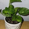 Lemon Meringue Pothos Live Plant - 4" Nursery Pot - Indoor/Outdoor Vine - Image 1