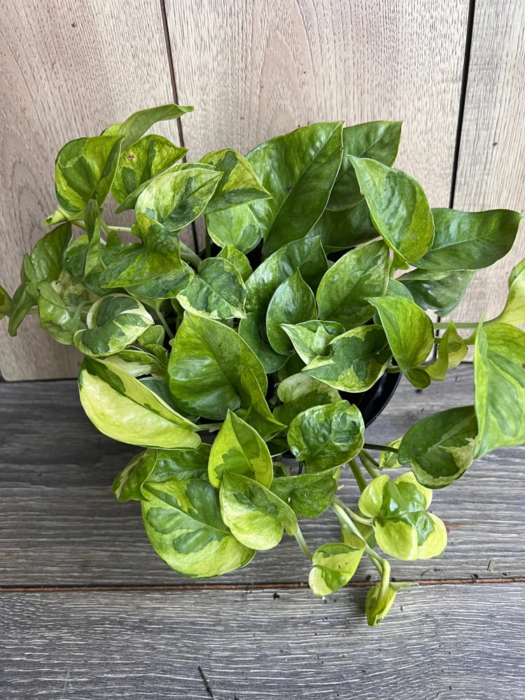 Lemon Meringue Pothos Live Plant - Epipremnum aureum - 6 inch Pot - Indoor - Cannot ship to CA - Image 2