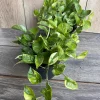 Lemon Meringue Pothos Live Plant - Epipremnum aureum - 6 inch Pot - Indoor - Cannot ship to CA - Image 1