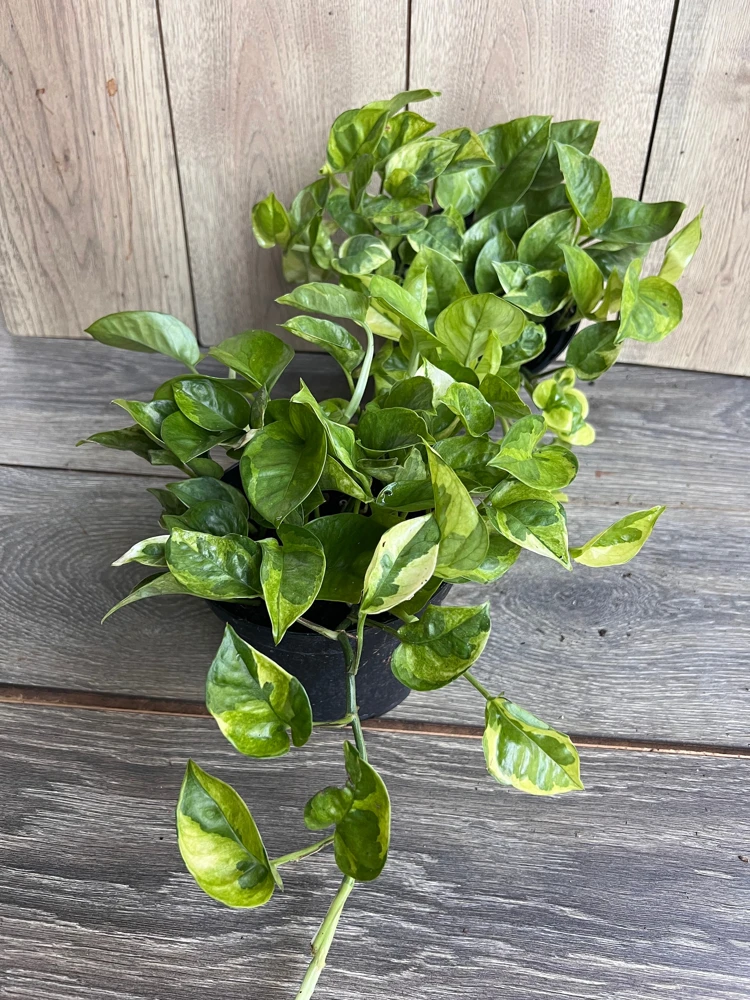 Lemon Meringue Pothos Live Plant - Epipremnum aureum - 6 inch Pot - Indoor - Cannot ship to CA - Image 1