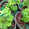 Lemon Scented Geranium Live Plant - Pelargonium crispum - 4 inch Nursery Pot - Indoor/Outdoor Fragrant Herb - Image 1
