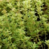 Lemon Thyme Live Plant - Culinary Herb, Evergreen Perennial, 2.5x4 inch Pot - Image 1