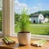 Lemongrass Live Plant – Culinary Herb – 1 Gallon Pot – Well-Rooted - Image 1