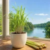 Lemongrass Live Plant, Culinary Herb, 1 Gallon Pot, Well-Rooted - Image 1