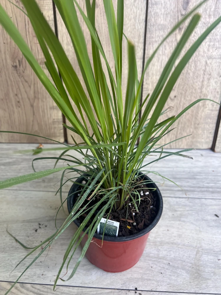 Lemongrass Live Plant - Cymbopogon citratus - 5" Pot - Indoor/Outdoor Herb - Cannot ship to CA - Image 2