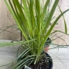 Lemongrass Live Plant - Cymbopogon citratus - 5" Pot - Indoor/Outdoor Herb - Cannot ship to CA - Image 1