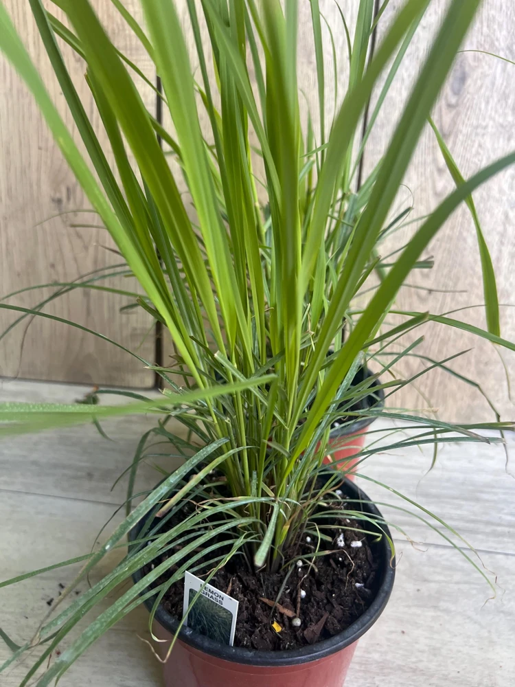 Lemongrass Live Plant - Cymbopogon citratus - 5" Pot - Indoor/Outdoor Herb - Cannot ship to CA - Image 1