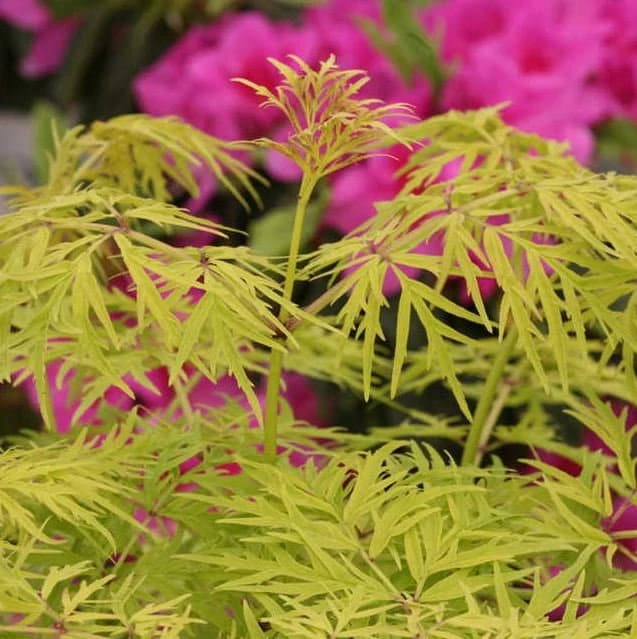 Lemony Lace Sambucus Live Plant – Golden Elderberry – 4-6 ft Tall – Outdoor Shrub - Image 2