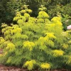 Lemony Lace Sambucus Live Plant – Golden Elderberry – 4-6 ft Tall – Outdoor Shrub - Image 1