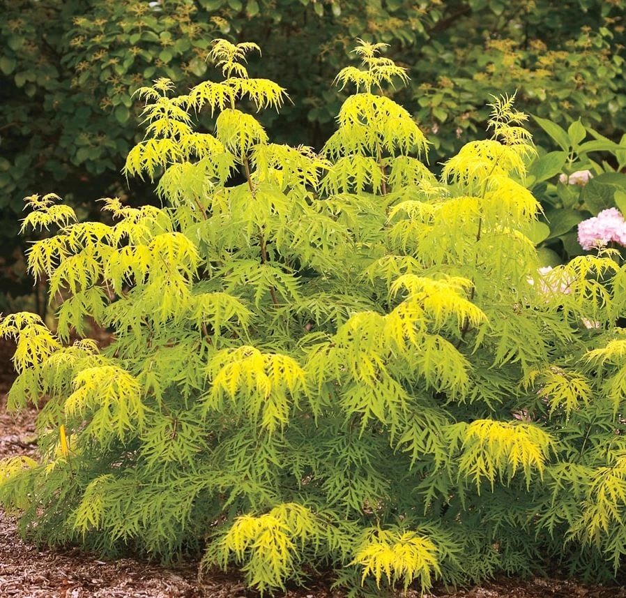 Lemony Lace Sambucus Live Plant – Golden Elderberry – 4-6 ft Tall – Outdoor Shrub - Image 1
