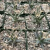 Leuchtenbergia Principis Agave Cactus Live Plant in 4 inch Pot - Image 1