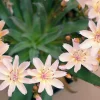 Lewisia Little Peach Live Plant – Perennial Flower, Zones 4-9, Rock Garden - Image 1