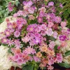 Lewisia Live Plant 5-Pack - Peach & Plum Mixed Perennials Zone 4-9 for Rock Gardens - Image 1