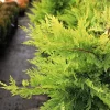Leyland Cypress Live Tree – Fast Growing Evergreen – 1 Gallon Pot – Outdoor - Image 1