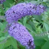 Light Blue Buddleia Live Plant - Butterfly Bush 4in Nursery Pot Outdoor - Image 1