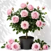 Light Pink Climbing Rose Plant – Live Bush, Fragrant Flowers, 4-6 Inch Tall - Image 1