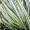 Lightning Strike Grass Live Plant - White & Green Variegated Feather Reed Grass - Zones 4-10 - Image 1