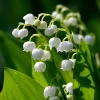 Lily of the Valley Bare Roots - 5 Pack - Fragrant May Bells Outdoor Plant - Image 1