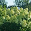 Limelight Hydrangea Live Plant – 2.5-inch Pot – Outdoor Shrub - Image 1