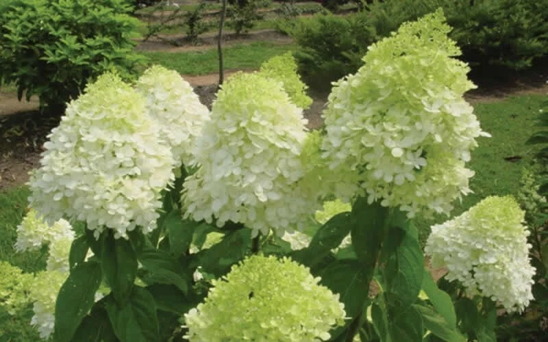 Limelight Hydrangea Shrub – Live Plant – Hardy Outdoor Flowering Bush - Image 2
