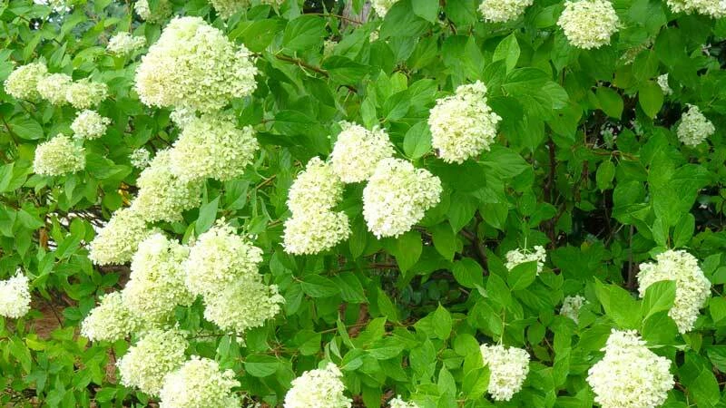 Limelight Hydrangea Shrub – Live Plant – Hardy Outdoor Flowering Bush - Image 3