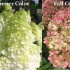 Limelight Hydrangea Shrub – Live Plant – Hardy Outdoor Flowering Bush - Image 1