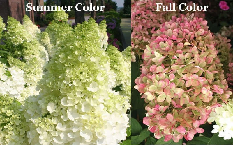 Limelight Hydrangea Shrub – Live Plant – Hardy Outdoor Flowering Bush - Image 1