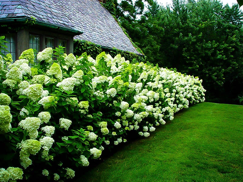 Limelight Hydrangea Shrub – Live Plant – Hardy Outdoor Flowering Bush - Image 4