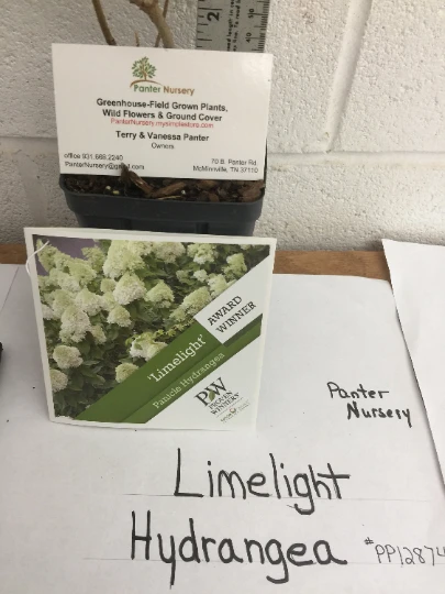 Limelight Hydrangea Shrub – Live Plant – Hardy Outdoor Flowering Bush - Image 6