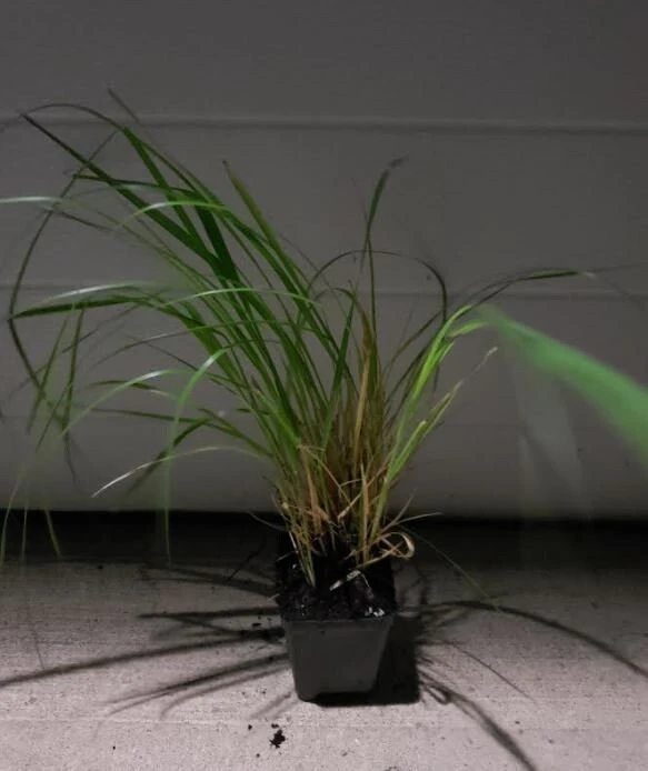 Little Bunny Fountain Grass Live Plant - 3 Pack, White Plumes, Perennial, USDA Zones 5-9 - Image 2