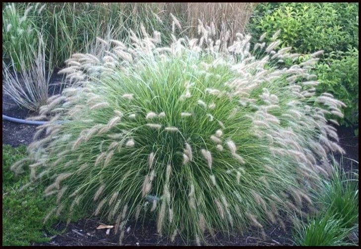 Little Bunny Fountain Grass Live Plant - 3 Pack, White Plumes, Perennial, USDA Zones 5-9 - Image 1