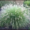 Little Bunny Fountain Grass Live Plant - Perennial Ornamental - 1 Plant - Image 1