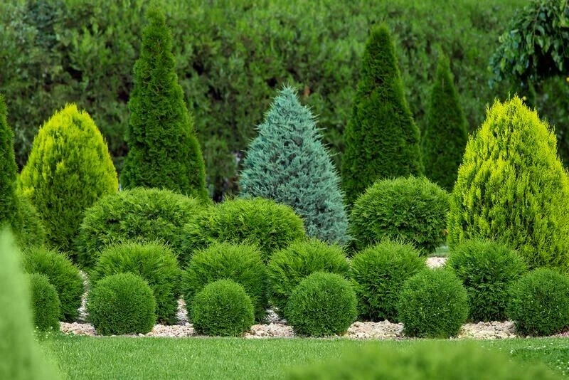 Little Giant Dwarf Arborvitae Live Plant – Quart Pot – Outdoor Shrub - Image 2