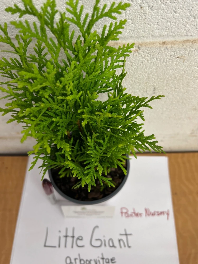 Little Giant Dwarf Arborvitae Live Plant – Quart Pot – Outdoor Shrub - Image 3