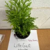 Little Giant Dwarf Arborvitae Live Plant – Quart Pot – Outdoor Shrub - Image 1