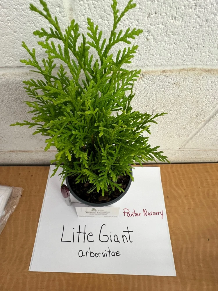 Little Giant Dwarf Arborvitae Live Plant – Quart Pot – Outdoor Shrub - Image 1