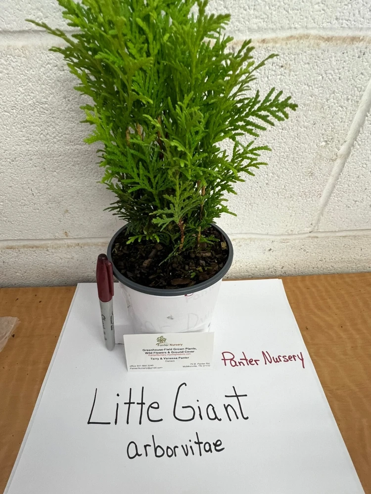 Little Giant Dwarf Arborvitae Live Plant – Quart Pot – Outdoor Shrub - Image 4