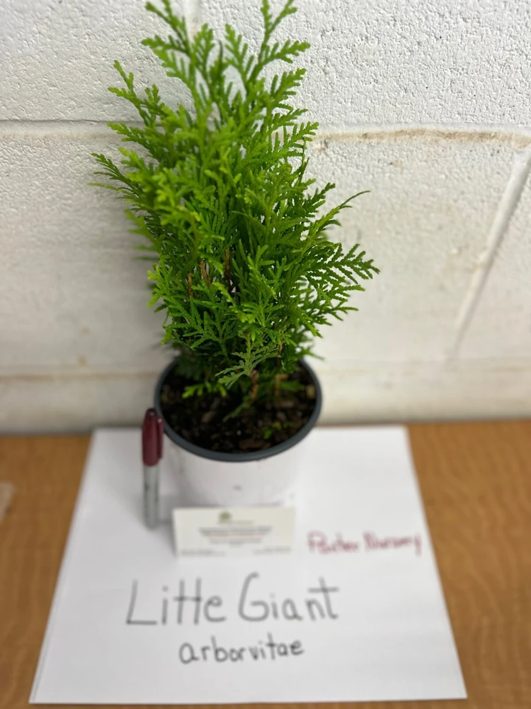 Little Giant Dwarf Arborvitae Live Plant – Quart Pot – Outdoor Shrub - Image 5