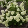 Little Lime Panicle Hydrangea Live Plant – Compact White to Pink Blooms - Image 1
