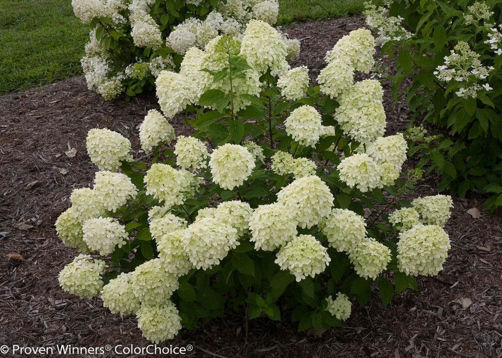 Little Lime Panicle Hydrangea Live Plant – Compact White to Pink Blooms - Image 1