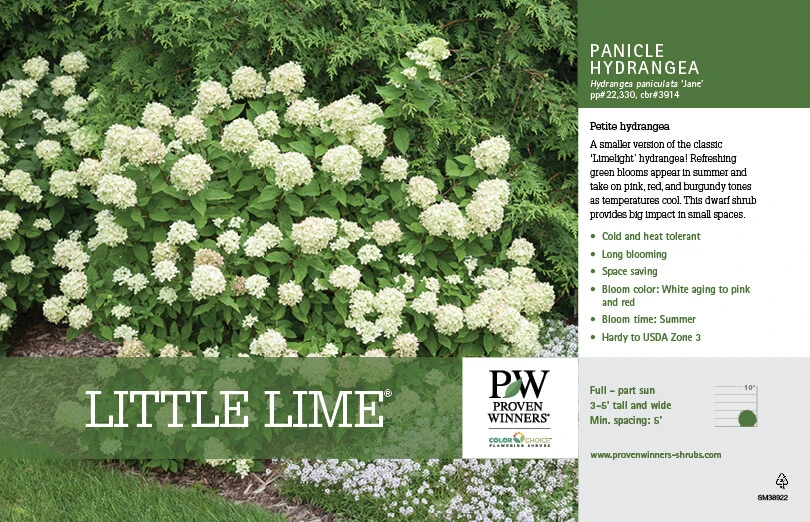Little Lime Panicle Hydrangea Live Plant – Compact White to Pink Blooms - Image 2