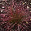 Little Miss Dwarf Maiden Grass Live Plant - Color Changing Ornamental Grass - Image 1