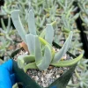 Lobster Claw Succulent Plant Cheiridopsis candidissima Live Plant 4 inch Pot Indoor Outdoor - Image 1