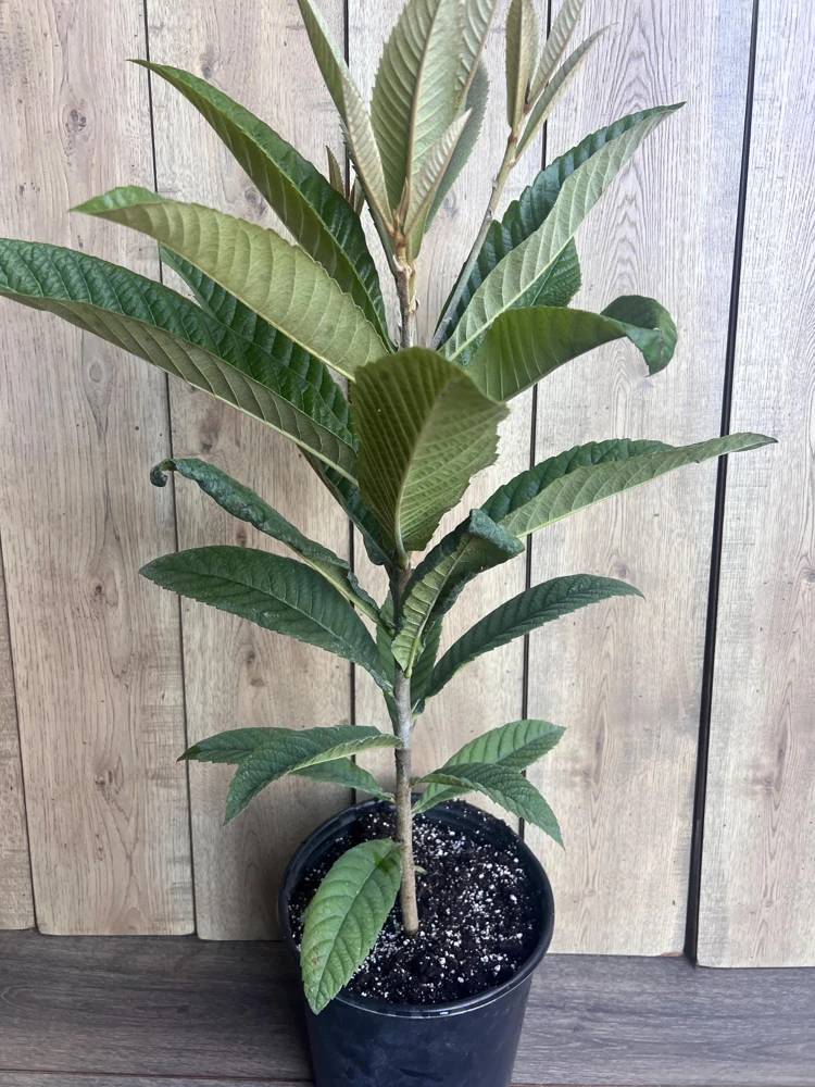 Loquat Live Plant - Eriobotrya Japonica Tree - 10 inch Pot - Outdoor Fruit Tree - Cannot ship to CA - Image 2