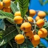 Loquat Live Plant - Eriobotrya Japonica Tree - 10 inch Pot - Outdoor Fruit Tree - Cannot ship to CA - Image 1