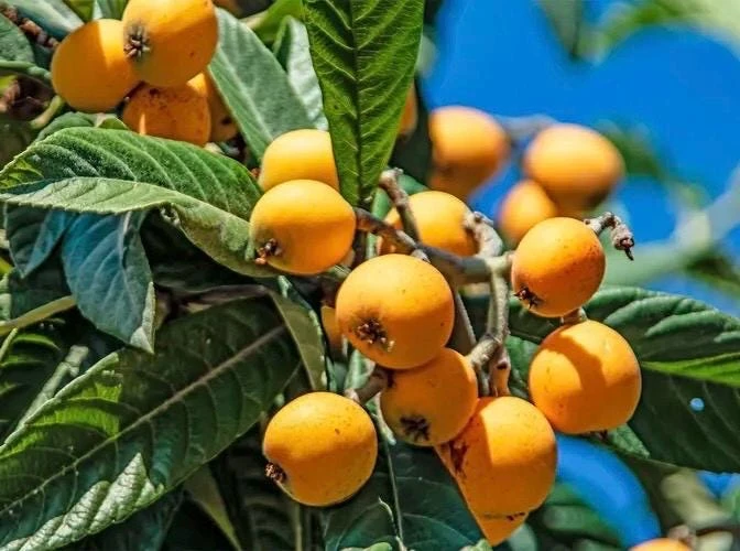 Loquat Live Plant - Eriobotrya Japonica Tree - 10 inch Pot - Outdoor Fruit Tree - Cannot ship to CA - Image 1