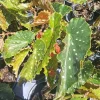 Louis Burke Begonia Live Plant – 7-12" Tall, Potted in 4" Pot, Indoor/Outdoor - Image 1