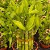 Lucky Bamboo Live Plant in 4 inch Pot - Dracaena Sanderiana Indoor Houseplant - Image 1