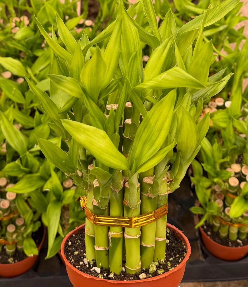 Lucky Bamboo Live Plant in 4 inch Pot - Dracaena Sanderiana Indoor Houseplant - Image 1